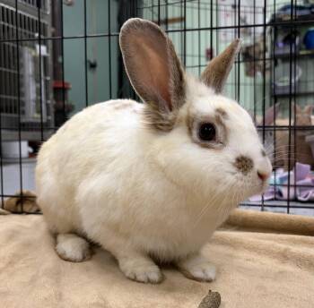 Lionhead and Flemish Giant Rabbits Available for Adoption in Oakland, California - Dutch Baby | PetCurious