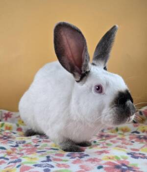 Rescue Californian Rabbits for Adoption in San Antonio, Texas - Casper | PetCurious