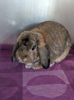 Rescue Holland Lop Rabbits for Adoption in Hyde Park, New York - Fufi | PetCurious
