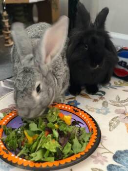 Baby Beef and Baby Billie -  Flemish Giant Rabbit for Adoption in Saint Charles, Missouri - Baby Beef And Baby Billie | PetCurious