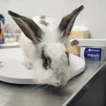 Marshmallow -  Lionhead Rabbit for Adoption in Clearwater, Florida - Marshmallow | PetCurious