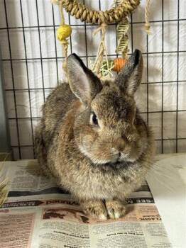 Princess Peach -  Dwarf Rabbit for Adoption in Largo, Florida - Princess Peach | PetCurious