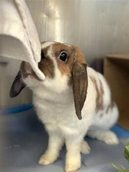 Bunny Rabbit Rabbits Available for Adoption - Oopsie | PetCurious