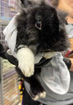 Rescue Bunny Rabbit Rabbits for Adoption in El Paso, Texas - 59836156 | PetCurious