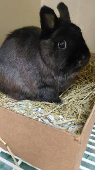 Chloe -  Netherland Dwarf Rabbit for Adoption in Cincinnati, Ohio - Chloe | PetCurious