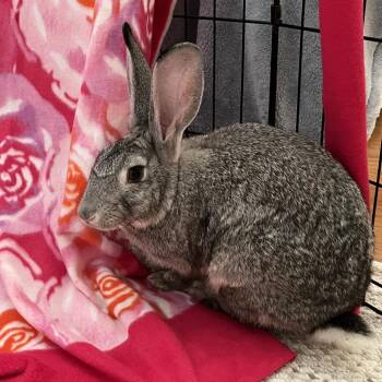 Betty -  Bunny Rabbit Rabbit for Adoption in Gansevoort, New York - Betty | PetCurious