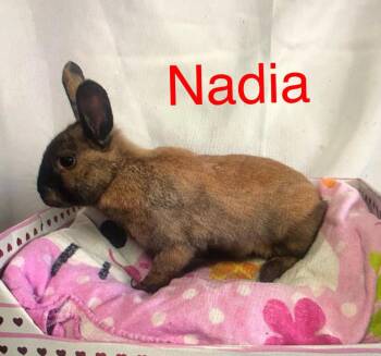 Harlequin Rabbits Available for Adoption - Nadia | PetCurious