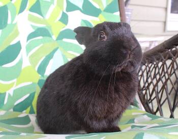 Havana Rabbits Available for Adoption - Bear | PetCurious