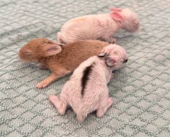 Rescue Bunny Rabbit Rabbits for Adoption in Santa Cruz, California - Anna, Elsa & Kristoff | PetCurious