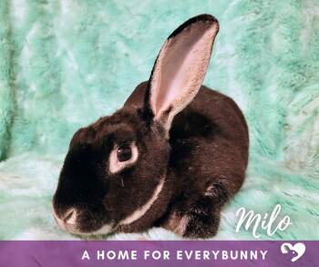 Rex Rabbits Available for Adoption in Ankeny, Iowa - Milo | PetCurious