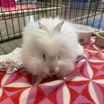 Shiro -  Lionhead and American Sable Rabbit for Adoption in San Diego, California - Shiro | PetCurious
