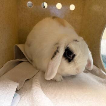 Bunny Rabbit Rabbits Available for Adoption in Pasadena, California - Chowder | PetCurious