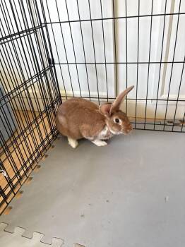 Lydia -  Belgian Hare and Rex Rabbit for Adoption in Pasco, Washington - Lydia | PetCurious