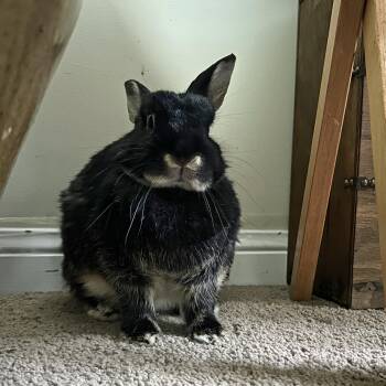 Elfie -  Bunny Rabbit Rabbit for Adoption in Cambridge, Ontario - Elfie | PetCurious