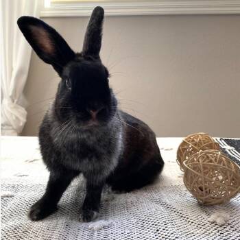 Rescue American Rabbits for Adoption in Portland, Oregon - Luna (bonded To Milo) | PetCurious