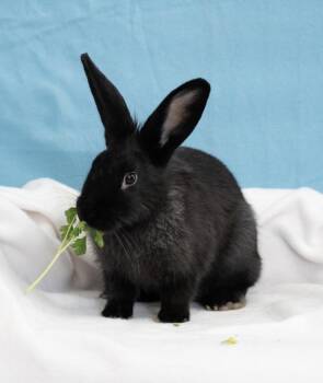 Samantha -  Lionhead Rabbit for Adoption in Chicago, Illinois - Samantha | PetCurious