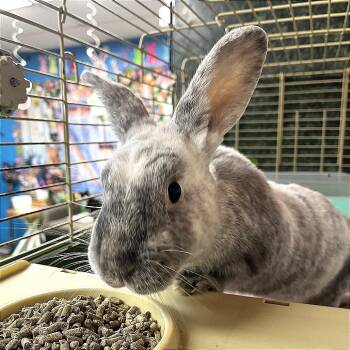 American Rabbits Available for Adoption in Pauls Valley, Oklahoma - Waldo | PetCurious