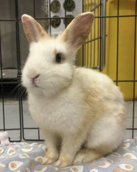 Zesty -  American Rabbit for Adoption in Oakland, California - Zesty | PetCurious