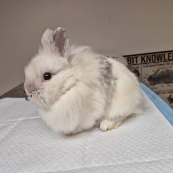 Lionhead Rabbits Available for Adoption in Gansevoort, New York - Dreamy | PetCurious