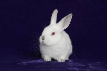 Himalayan Rabbits Available for Adoption in Santa Cruz, California - Daisy (Ari) | PetCurious