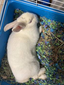 New Zealand Rabbits Available for Adoption in Fall River, Massachusetts - Meringue | PetCurious