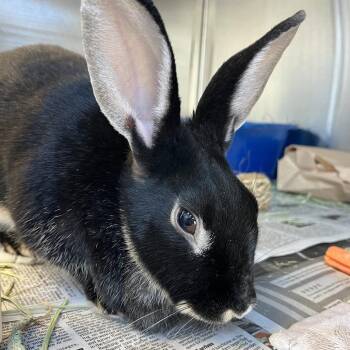 American Rabbits Available for Adoption - Lulu | PetCurious