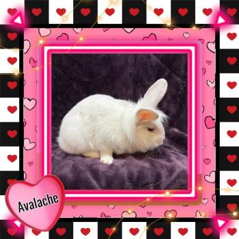 Lionhead Rabbits Available for Adoption - Avalanche | PetCurious