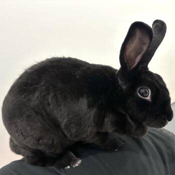 Rescue Rex Rabbits for Adoption in Columbia, Maryland - Milly | PetCurious