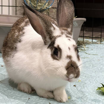 Rescue English Spot Rabbits for Adoption in Houston, Texas - Houdini | PetCurious