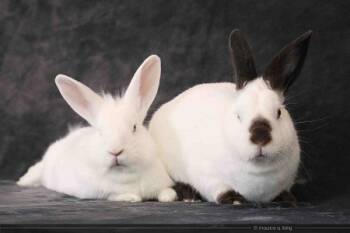 Rescue Californian Rabbits for Adoption in Santa Cruz, California - Sugar & Wrigley (bonded Pair) | PetCurious