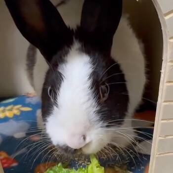 Rescue Dutch Rabbits for Adoption in Ben Avon, Pennsylvania - Ferris | PetCurious