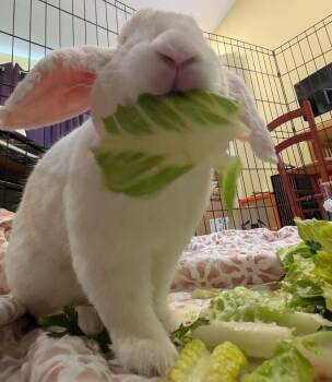 Lop Eared Rabbits Available for Adoption in Wekiwa Springs, Florida - Nico | PetCurious