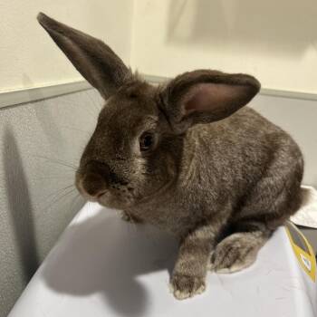Shershy -  American Rabbit for Adoption in Tampa, Florida - Shershy | PetCurious