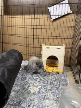 Bon Bon -  Holland Lop Rabbit Available for Adoption in Kalamazoo, Michigan - Bon Bon | PetCurious