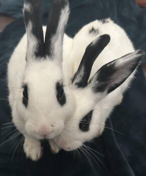 Rescue American Rabbits for Adoption in Gig Harbor, Washington - Opal & Olive | PetCurious