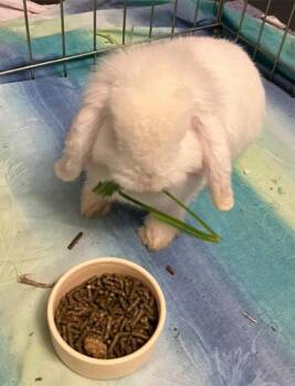 MARSHMALLOW -  Mini Lop and Dwarf Rabbit for Adoption in San Clemente, California - MARSHMALLOW | PetCurious
