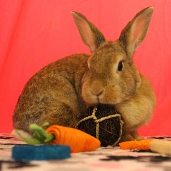 Moana -  Mini Rex Rabbit for Adoption in Yucca Valley, California - Moana | PetCurious