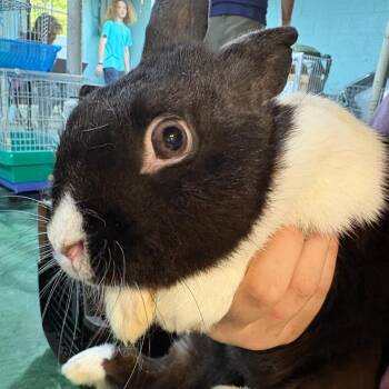 Sprout -  Dutch Rabbit Available for Adoption in Winston-salem, North Carolina - Sprout | PetCurious