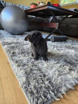 Yi Yi aka GiGi -  Holland Lop Rabbit for Adoption in Santa Cruz, California - Yi Yi Aka GiGi | PetCurious