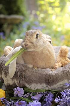 Lola 2 (South Surrey) -  Bunny Rabbit Rabbit for Adoption in Vancouver, British Columbia - Lola 2 (South Surrey) | PetCurious