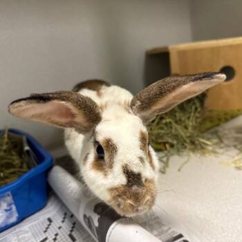 Mip -  American Rabbit for Adoption in Pittsburgh, Pennsylvania - Mip | PetCurious
