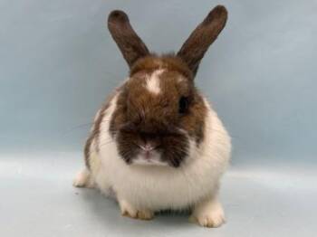 Smores -  Holland Lop and Bunny Rabbit Rabbit for Adoption in Minneapolis, Minnesota - Smores | PetCurious