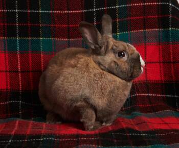 Lionhead Rabbits Available for Adoption in Ankeny, Iowa - Dunkel | PetCurious