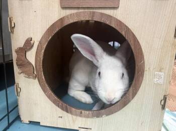 French Onion Dip -  Bunny Rabbit Rabbit for Adoption in New York, New York - French Onion Dip | PetCurious