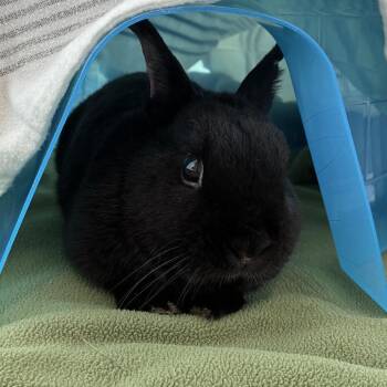 Night -  Netherland Dwarf Rabbit for Adoption in Dover, New Hampshire - Night | PetCurious