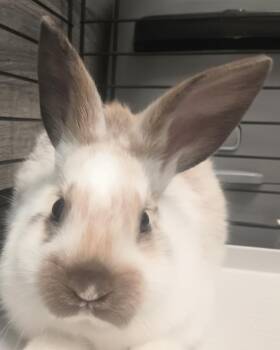 Almond -  Rhinelander and Harlequin Rabbit for Adoption in Buena Vista, Colorado - Almond | PetCurious
