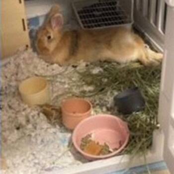 Rescue American Rabbits for Adoption in Clinton, New Jersey - Pudge | PetCurious