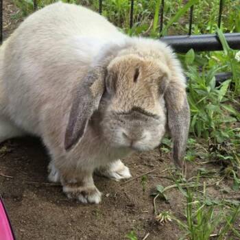 Odie -  Holland Lop Rabbit for Adoption in Kalamazoo, Michigan - Odie | PetCurious