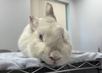 Californian Rabbits Available for Adoption in Westford, Massachusetts - Miller | PetCurious