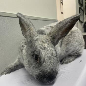 Champagne Dargent Rabbits Available for Adoption - Silver | PetCurious